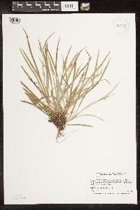 Carex backii image