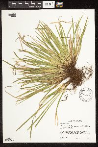 Carex backii image