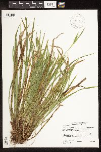 Carex backii image
