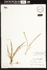 Carex backii image