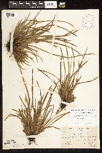 Carex backii image