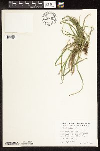 Carex backii image