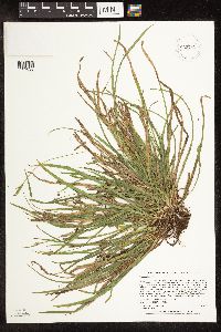 Carex backii image