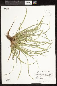 Carex backii image