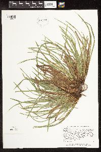 Carex backii image