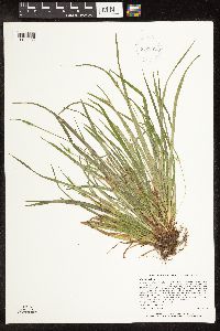Carex backii image