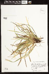 Carex backii image