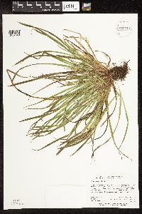 Carex backii image