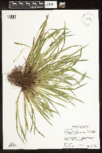 Carex backii image