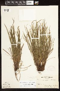 Carex backii image