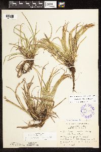 Carex backii image