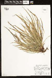 Carex backii image
