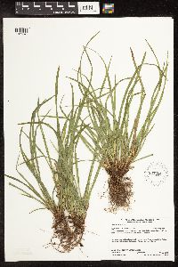 Carex backii image