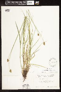 Carex bebbii image