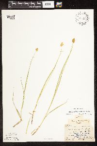 Carex bebbii image
