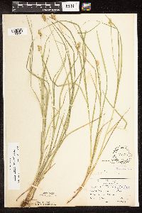 Carex bebbii image