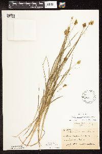 Carex bebbii image