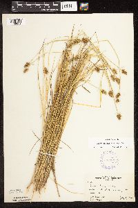 Carex bebbii image