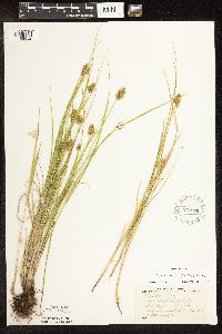 Carex bebbii image