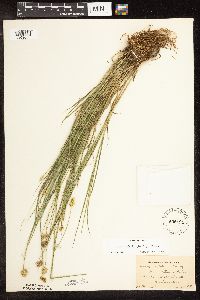 Carex bebbii image