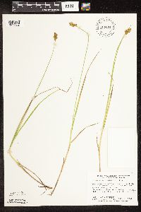 Carex bebbii image