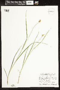 Carex bebbii image
