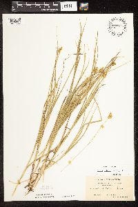 Carex bebbii image