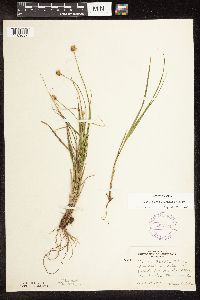 Carex bebbii image