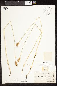 Carex bebbii image