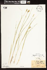 Carex bebbii image