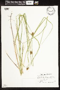 Carex bebbii image
