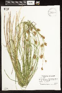 Carex bebbii image