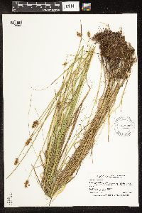 Carex bebbii image