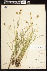 Carex bebbii image