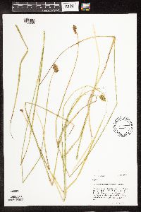Carex bebbii image