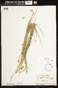 Carex bebbii image
