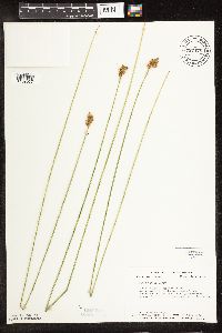 Carex bebbii image