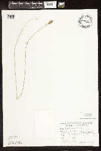 Carex bebbii image