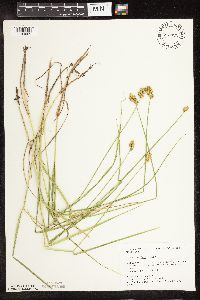 Carex bebbii image