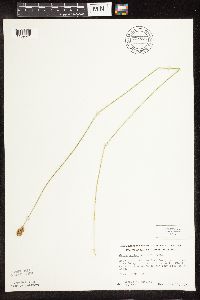 Carex bebbii image
