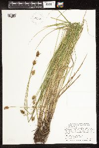 Carex bebbii image