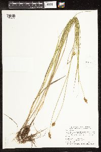 Carex bebbii image