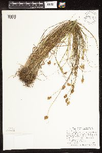 Carex bebbii image