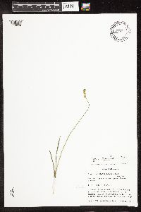 Carex bicknellii image