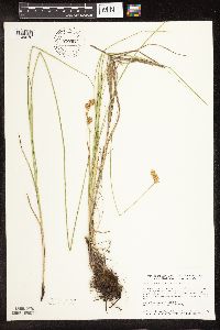 Carex bicknellii image
