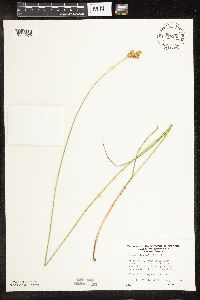 Carex bicknellii image