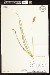 Carex bicknellii image