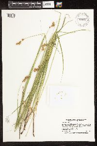 Carex bicknellii image