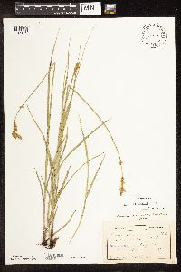 Carex bicknellii image