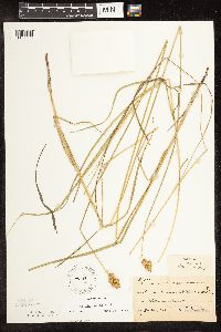 Carex bicknellii image